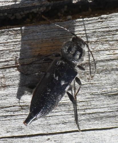 Réf. 233 003 : Hylotrupes bajulus